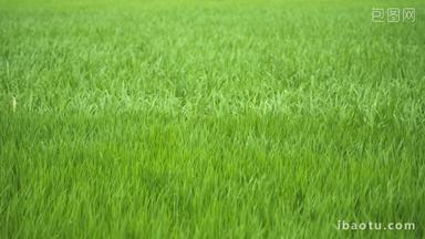 水稻小麦插秧草坪风吹麦浪