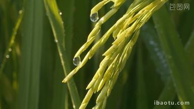 水稻穗五常大米露珠水滴粮食