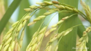 水稻穗五常大米粮食特写微距