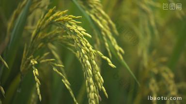水稻穗五常大米粮食成熟丰收
