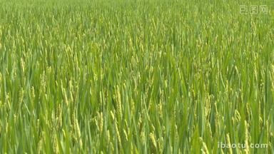 水稻穗即将成熟风吹麦浪丰收