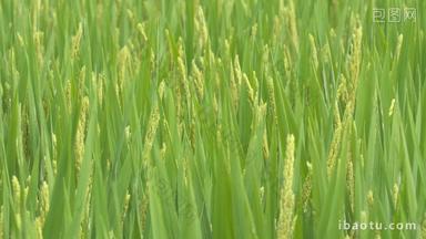 水稻 小麦粮食庄稼田野丰收
