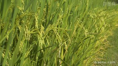 秋天水稻穗五常大米微风吹麦浪