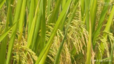 秋天水稻穗五常大米粮食丰收