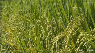 秋天水稻穗大米粮食即将成熟