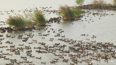 秋天农村在天然河道散养的鸭子