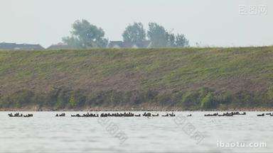 农村天然散养鸭子在河流觅食