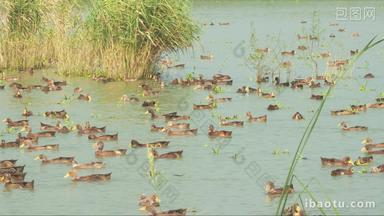 散养鸭子在天然河道游泳觅食