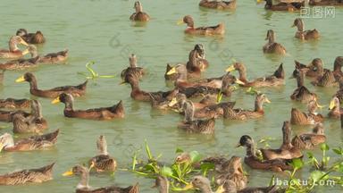 农村天然散养鸭子在河里游泳
