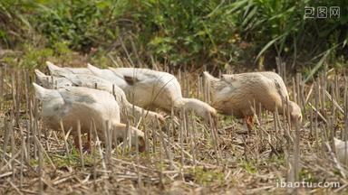 农村散养鸭子在田野里觅食