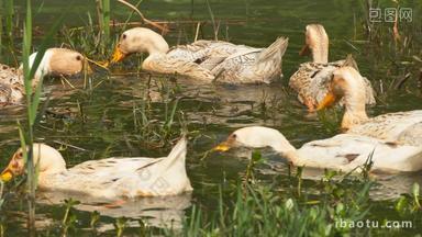 散养鸭子在富氧化池塘觅食