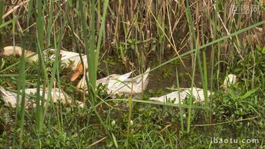 乡村<strong>土</strong>鸭散养鸭子在池塘觅食