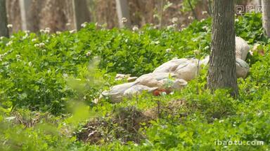 春天散养鸭子在树林里觅食