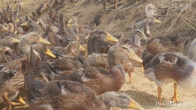 鸭子吃天然饲料水稻谷米慢动作
