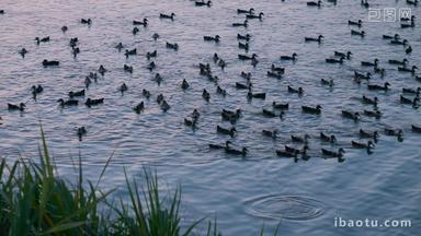 傍晚黄昏小河里一群鸭子唯美