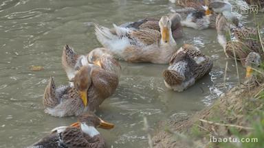 一群散养鸭子土鸭<strong>在</strong>池塘洗澡