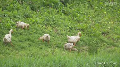 农村天然散养鸭子草地觅食