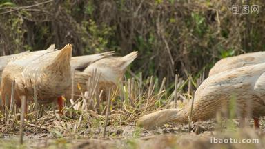 农村散养鸭子在田野里觅食 (3)