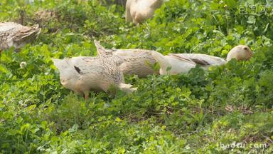 农村散养鸭子在草地里觅食