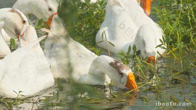 农村<strong>散养</strong>大白鹅在池塘吃水草