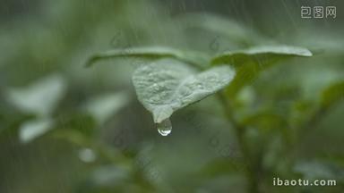 下雨水滴树叶滴水升格慢镜头