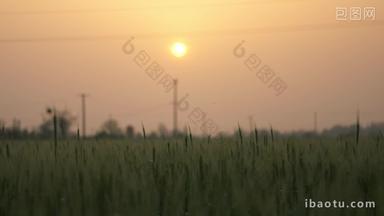 农村傍晚黄昏夕阳太阳田野小麦