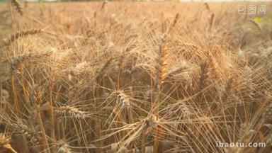 农村田野成熟小麦穗麦芒特写微距