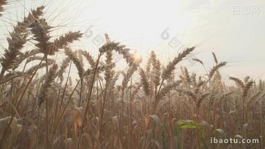 农村田野成熟小麦穗夕阳星芒
