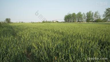 农村田野小麦风吹麦浪粮食