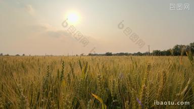 乡村田野小麦穗麦芒粮食丰收