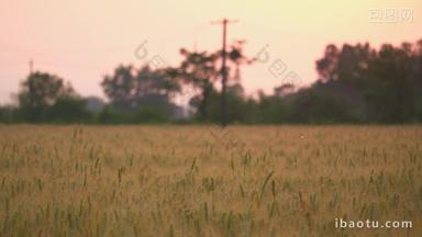 傍晚黄昏夕阳下小麦田野麦穗