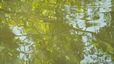 春天小溪池塘水面倒影绿油油