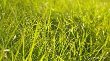 清晨阳光洒在小草上草丛唯美