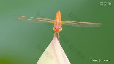 红蜻蜓在粉色荷花蕾上微距特写