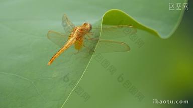 夏天一只蜻蜓停在荷叶上特写