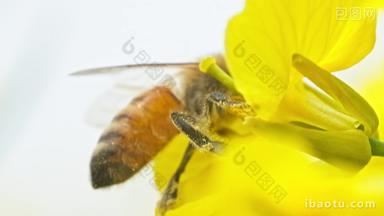 蜜蜂油菜花采蜜慢镜头慢动作升格
