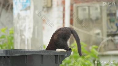 一只流浪<strong>猫</strong>在垃圾桶里觅食