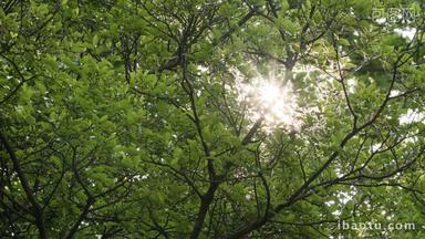 夏天森林树木树叶阳光星芒