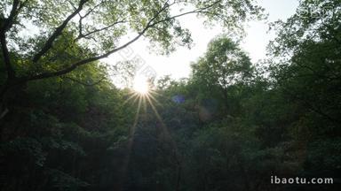 夏天森林树木太阳刺眼星芒