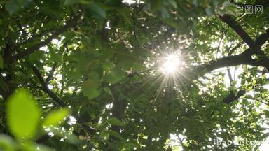 夏天森林树叶阳光逆光星芒