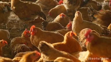 农村养鸡场鸡群戴着红色塑料片