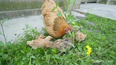 散养老母鸡带着小鸡苗觅食