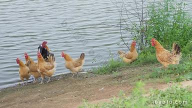 农村池塘河畔散养土鸡柴鸡