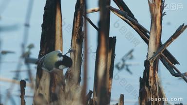 小鸟在芦苇丛觅食远东山雀