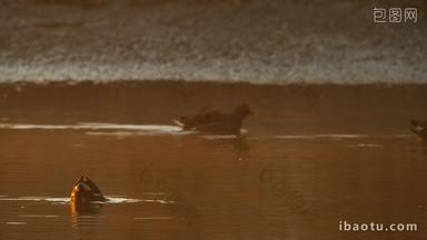 早上<strong>清晨阳光</strong>池塘湿地黑水鸡