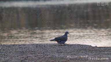 傍晚黄昏湿地泥滩小鸟斑鸠
