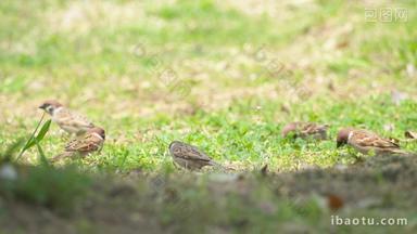 春天一群麻雀在草丛草坪觅食