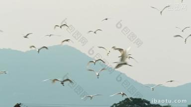 春天一群白鹭飞翔翱翔升格