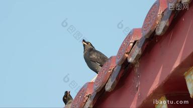 春天寺庙瓦片屋顶的八哥乌鸦