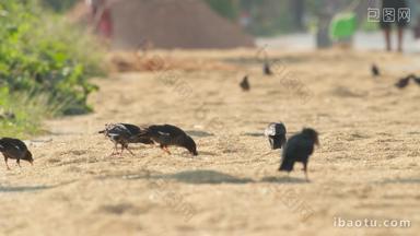 秋天农村一群八哥鸟偷吃粮食
